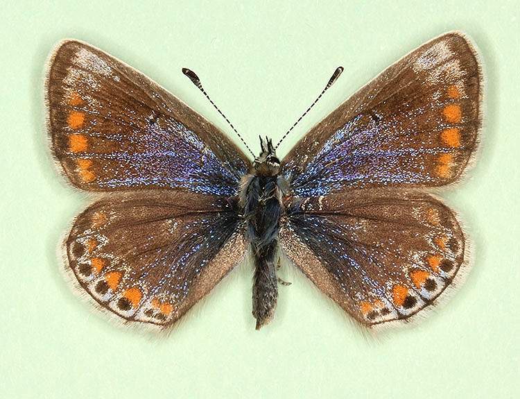 Polyommatus icarus female (aberrant form oceanus) (Internet Image property of respective owner, non-commercial use only)
